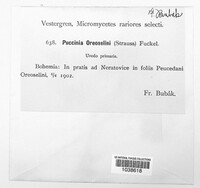 Puccinia oreoselini image